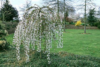 Types of willow trees weeping shrubs dwarf and more. Dwarf Ornamental Trees | Cherry Weeping Willow Tree ...