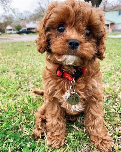 Awesome Poodle Grooming Styles In 2020 Cavapoo Puppies Puppy Breeds