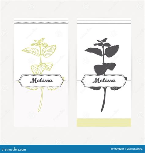 Hand Drawn Melissa In Outline And Silhouette Style Spicy Herbs Stock