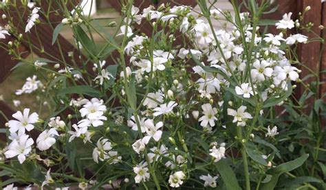 Maybe you would like to learn more about one of these? How to grow baby's breath (gypsophila elegans) - Farm and ...