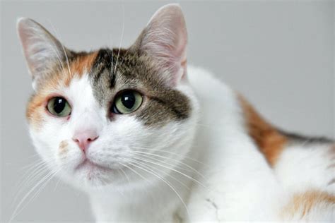 Are All Calico Cats Female Everything You Need To Know About This Luc