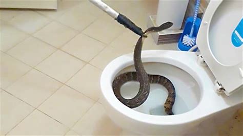 How Do Snakes Go To The Bathroom