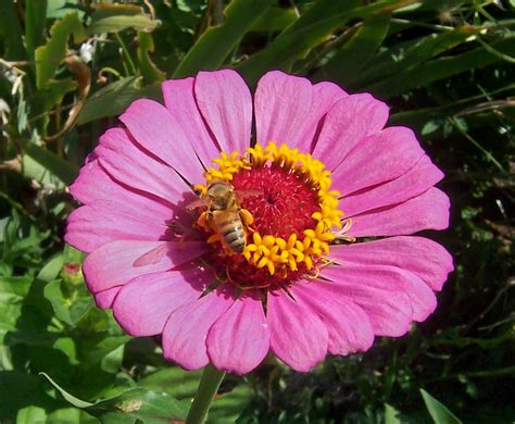 Grommet curates ingenious & useful products & gifts, made from small businesses & entrepreneurs. busy bee 2 | bee on a pink corn flower | r. nunez | Flickr