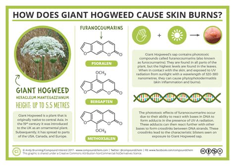 The Chemistry Of Giant Hogweed And How It Causes Skin Burns Compound