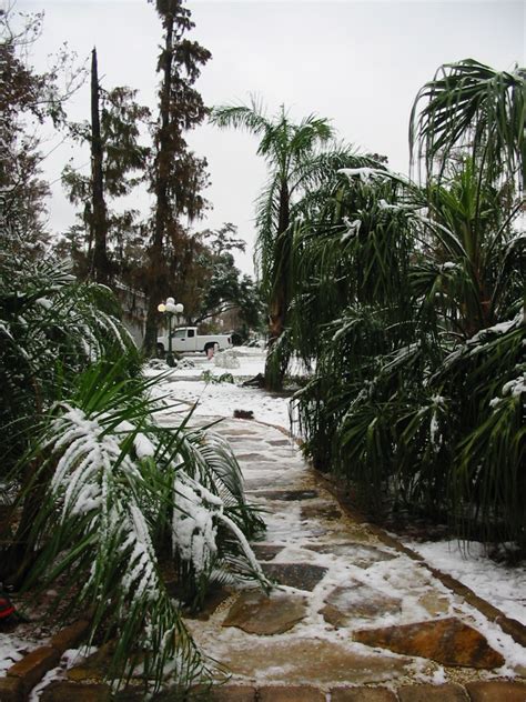 Snowy Palms Discussing Palm Trees Worldwide Palmtalk