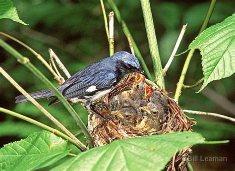 Warblers Birds Nest Bird Nest