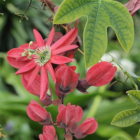 Passiflora Racemosa Red Passion Flower