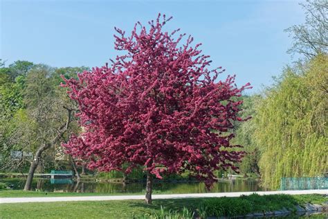 The Velvet Pillar Crabapple Tree Minneopa Orchards