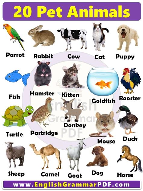 20 Pet Animals Name List With Pictures In English For Kids Pdf