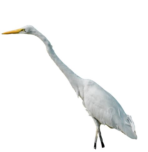 Crane Bird Clipart Transparent Png Hd White Crane Bird Birds White