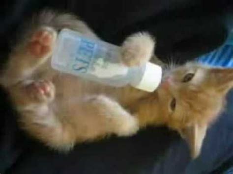 Kitten Being Bottle Fed Youtube