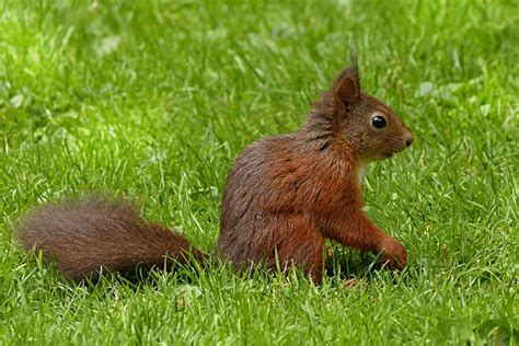 Brown Squirrel On Green Grass Close Up Free Image Download