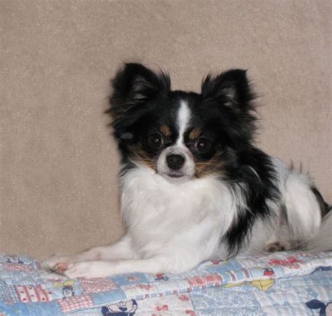 63 Long Haired Chihuahua Black And White L2sanpiero