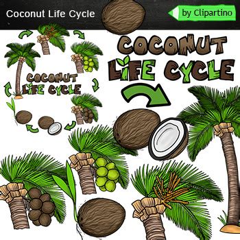 Coconut Clip Art Life Cycle Clipart By Clipartino TpT