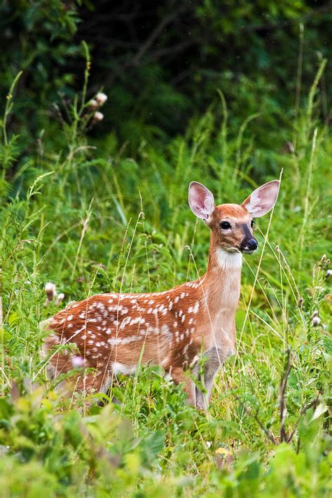 Whitetail Fawn Photograph By James Marvin Phelps Pixels