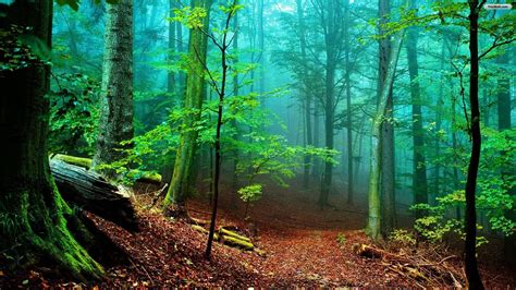 Nature Forest Wallpapers Wallpaper Cave