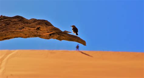 Bird Migration Over The Desert With Or Without Intermediate Stops
