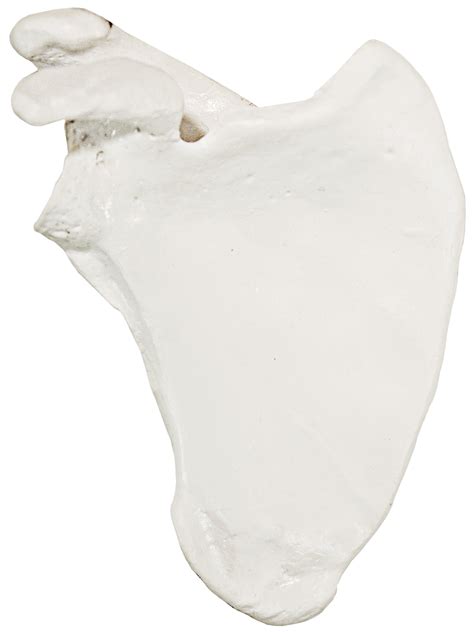 Buy Axis Scientific Shoulder Anatomy Model Of Right Scapula Shoulder
