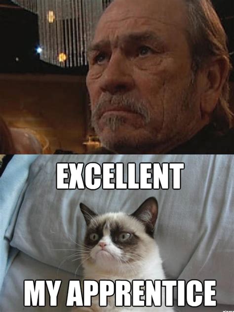 Apprentice Grumpy Cat Images Funny Grumpy Cat Memes Funny Memes
