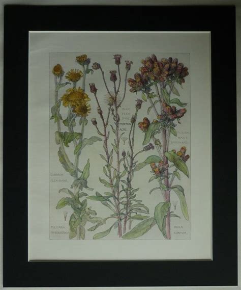 Vintage Botanical Print Of British Wildflowers By H Isabel