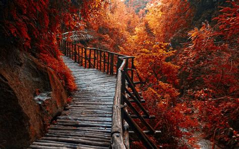 Wallpaper Trees Landscape Forest Fall Leaves Nature Sky Wood