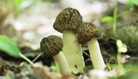 Mushroom Hunting In Wisconsin Sciencing