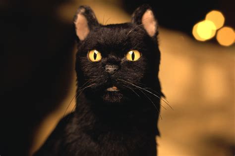 100 Famous Cats That Took The World By Storm Crazy Rich Pets