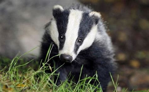 10 Facts About Badgers Fact File