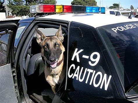 Fundraiser Aims To Equip Police Dogs With Vests