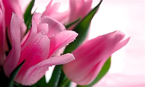 Pink Tulips Water Drops Flowers Beauty Spring Tulips Hd Wallpaper