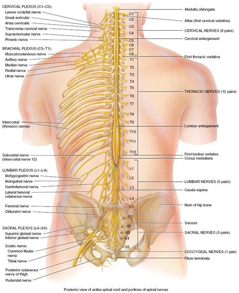 Spinal Nerves Anatomy Nerve Anatomy Yoga Anatomy Human Body Anatomy