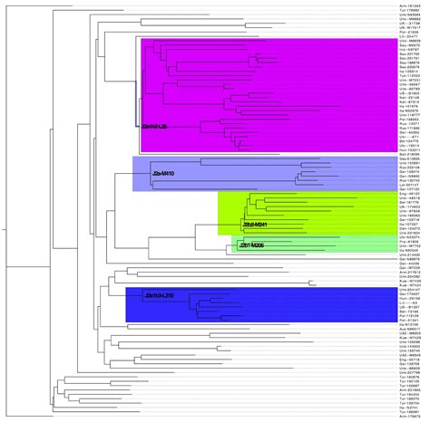 A new subclade of y haplogroup j2b. KurdishDNA: Haplogroup J2 tree STR111