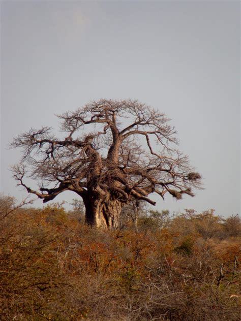 Mapungubwe National Park Tipps Zu Safari Und Übernachtung Gosafari