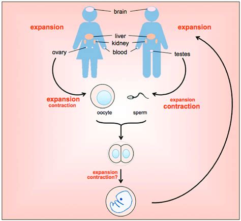 Timing And Tissue Distribution Of Expansions In The Fragile X Related