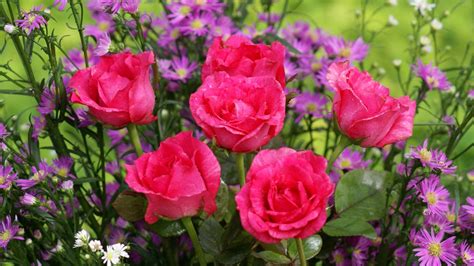 Pink Rose Flowers Hd Images