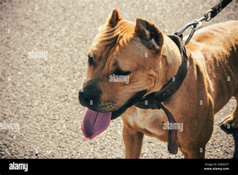 Pitbull Dog Close Up Side View Stock Photo Alamy