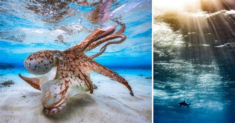 Trend 21 Best Underwater Photography Headshot