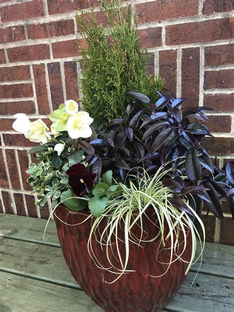 Winter Foliage Container Diy Winter Potted Plants