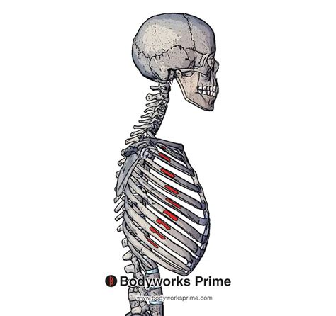 Serratus Anterior Muscle Anatomy Bodyworks Prime