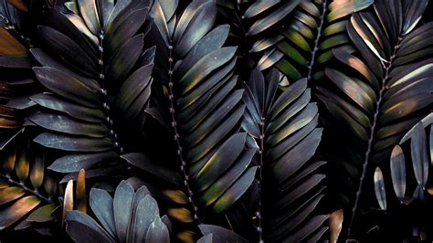 Palm Tree Leaves Hd Wallpaper 4k Ultra Hd Hd Wallpaper