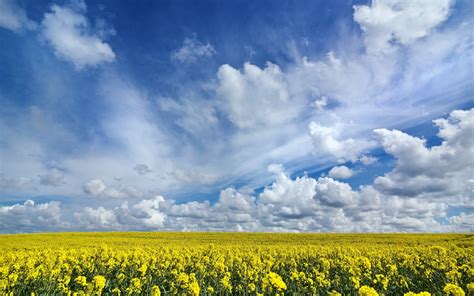 Nature Rapeseed Hd Wallpaper