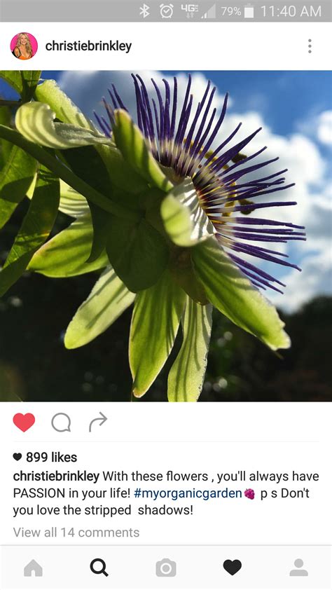 Plural of singular of past tense of present tense of verb for adjective for adverb for noun for. The Symbolic Meaning of Passion Flower