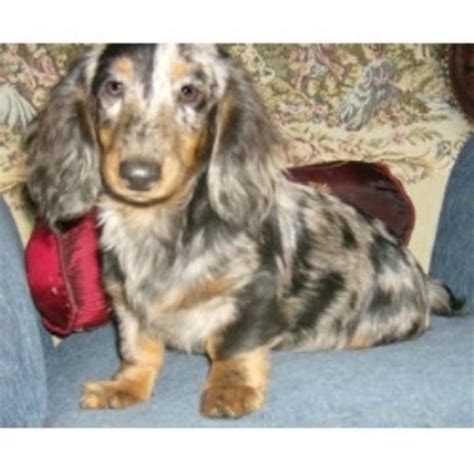 Sometimes, you may find a doxie for free in new york to a good home listed by an owner who may. Ny Akc Dachshunds, Dachshund Breeder in Middletown, New York