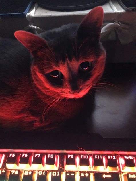 Psbattle This Cat Glowing From A Keyboard Rphotoshopbattles
