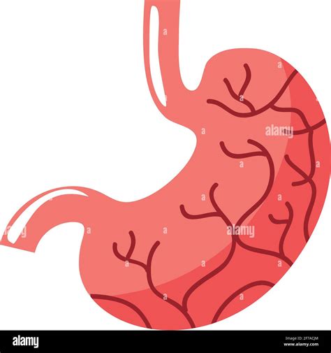 Human Stomach Organ Stock Vector Image And Art Alamy