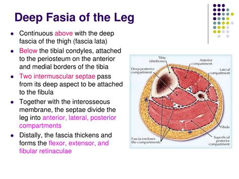 Ppt Fascial Compartments Of The Leg Powerpoint Presentation Free