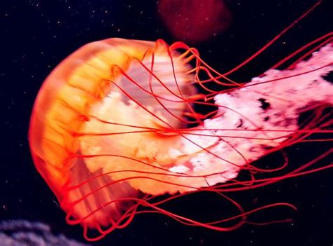 1000 Images About Jellyfish Squid Octopus Tank On