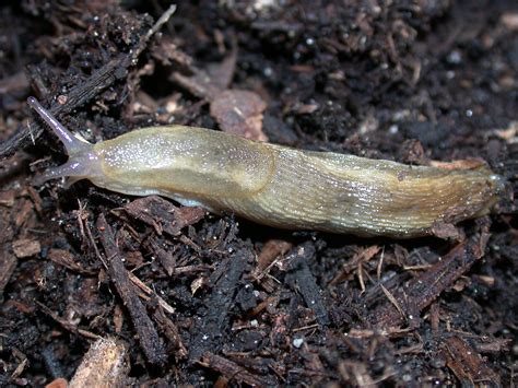 Slugs In Homes Gardens And Greenhouses
