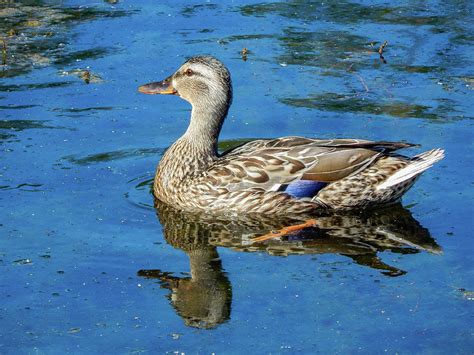 Female Mallard Duck Swimming On Twin Lakes In Arlington Wa Photograph