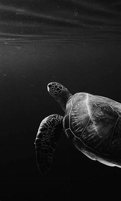 Oled 4k Turtle Iphone Wallpapers Dark Backgrounds